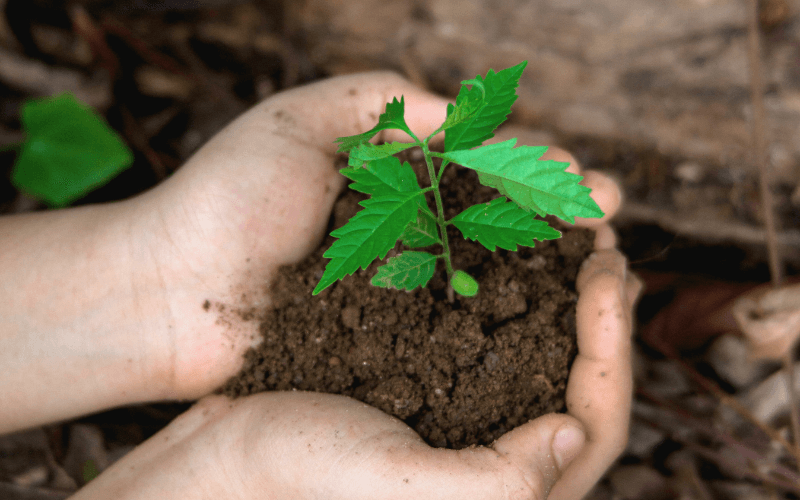 La transition écologique : la voie de l’avenir