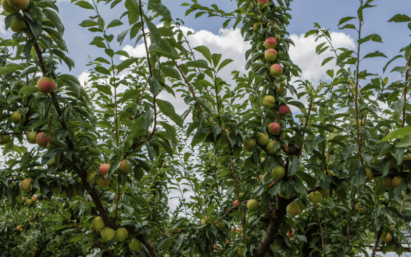 Arboriculture biodynamique