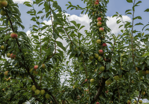 Culture en biodynamie